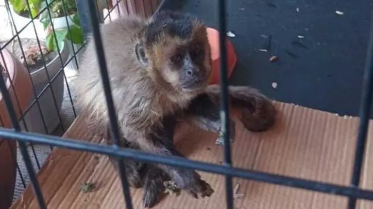 Uno de los monos rescatados. GAMS