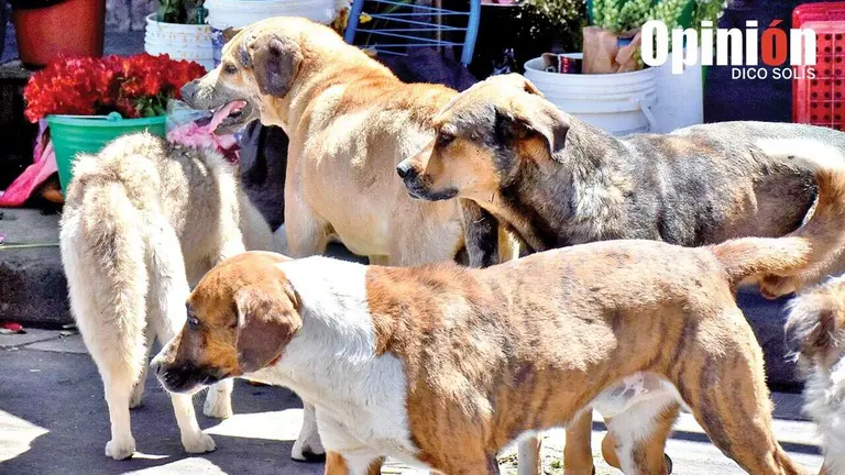 Imagen referencial de mascotas./ DICO SOL&Iacute;S