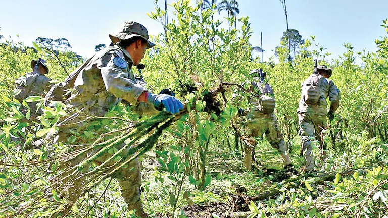 Militares trabajan en la erradicaci&oacute;n de plantas de coca.  / ABI