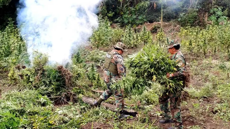Polic&iacute;as antinarc&oacute;ticos proceden a quemar la marihuana hallada. FELCN