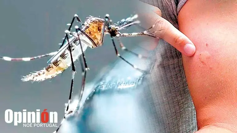 Imagen referencial del mosquito transmisor Aedes aegypti./ EL POPULAR