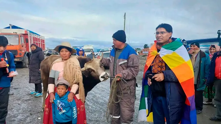 Senador Condori vende su toro. Qhana Pacha