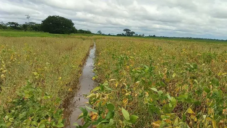 El exceso de lluvias afect&oacute; a las principales zonas productivas de soya, como Pail&oacute;n, Cuatro Ca&ntilde;adas y San Juli&aacute;n. ANAPO