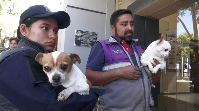 Canes rescatados por Zoonosis. GAMC