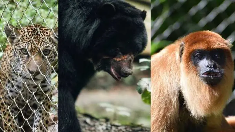 Fotograf&iacute;a de los animales. URGENTE.BO
