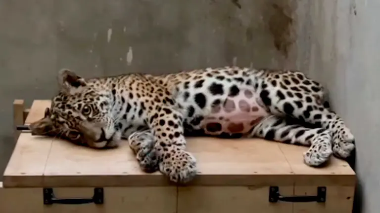 Shiva, jaguar herida con 90 perdigones, corre riesgo si bloqueos impiden su traslado a La Paz./ ABI