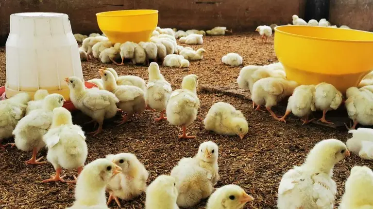 Imagen referencial de una granja de aves. MARIELA COSS&Iacute;O