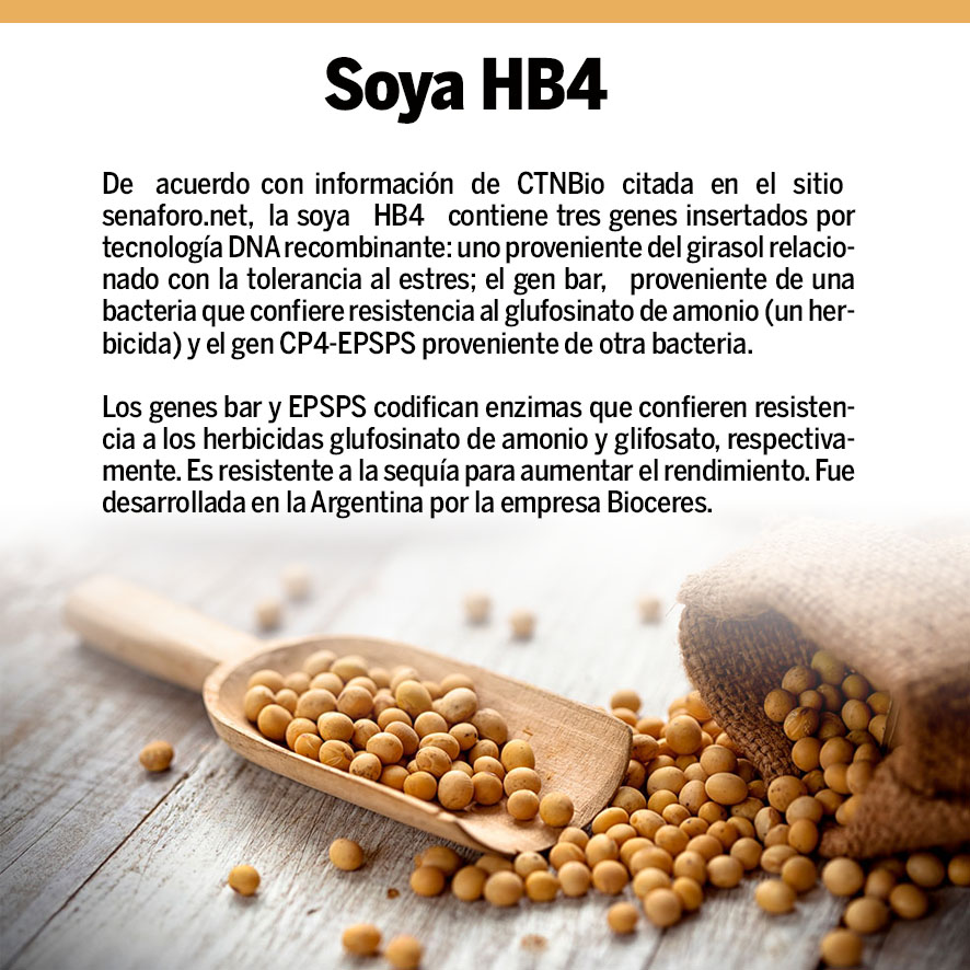 soya-2