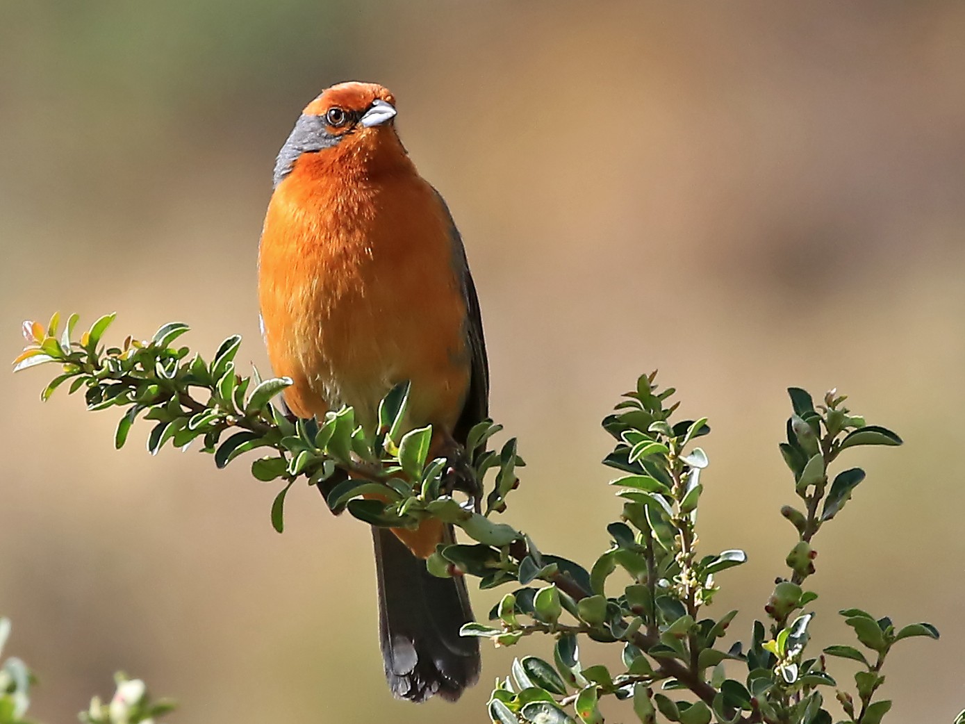 Una especie de ave que habita en el Parque Nacional Carrasco. PARQUE NACIONAL CARRASCO
