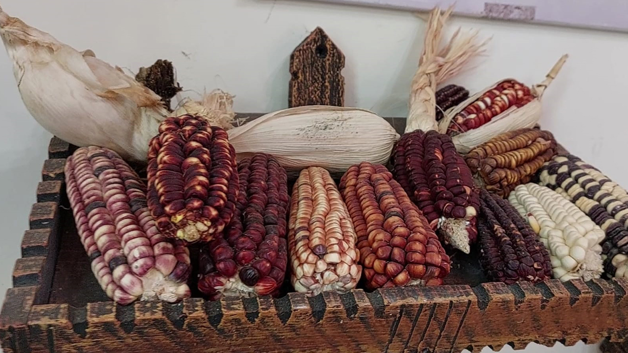 Museo del maíz3