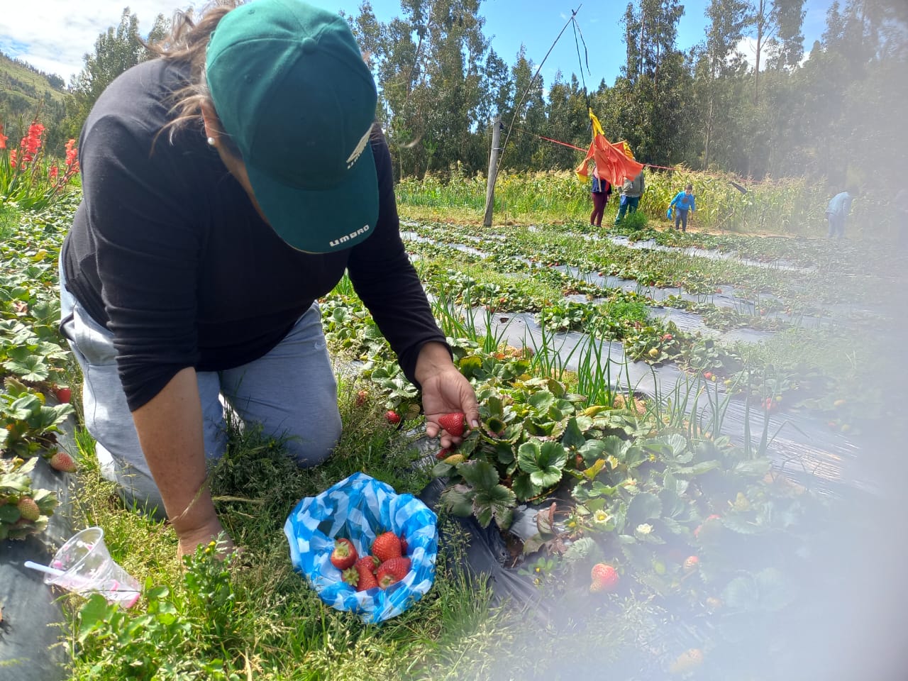 La frutilla es uno de los productos más importantes de los agricultores en Ucuchi.