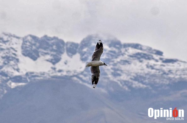 Un ave sobrevuela  el cielo cochabambino y a lo lejos, el imponente Tunari nevado.  / DICO SOLÍS
