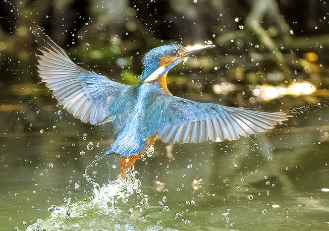 Un martín pescador en pleno vuelo sobre un lago. / ANDREW FUSEK
